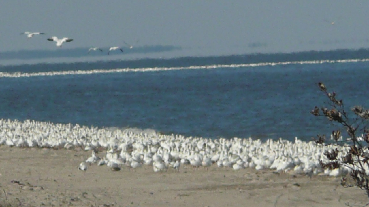 Photo of Others in Broadkill Beach