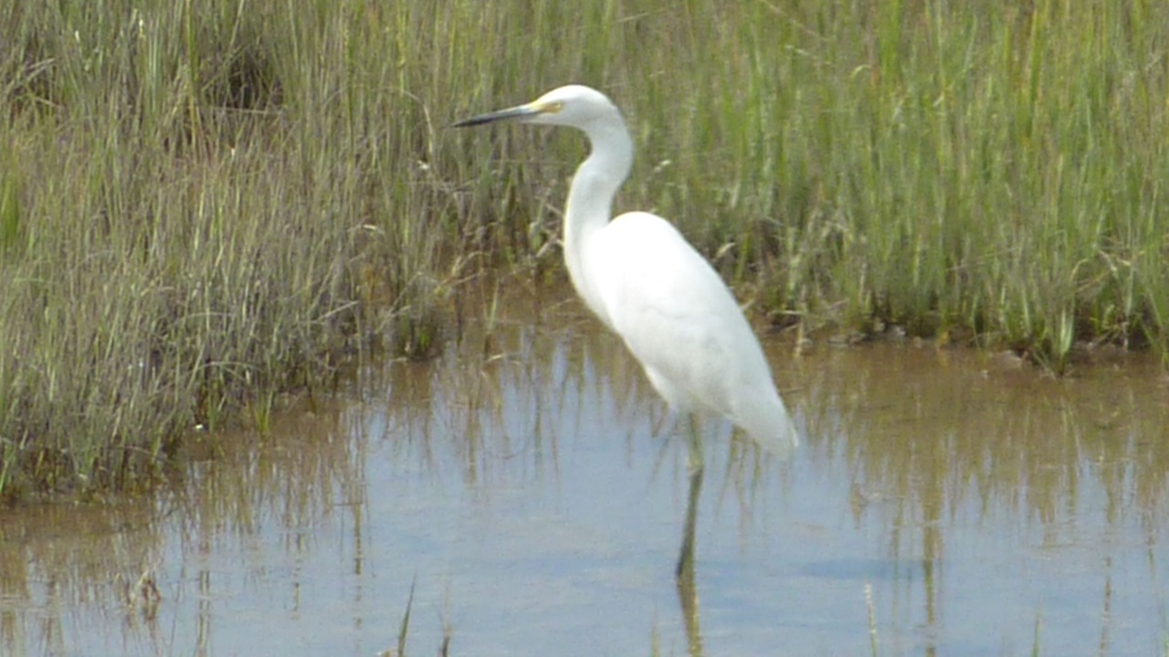 Photo of Others in Broadkill Beach
