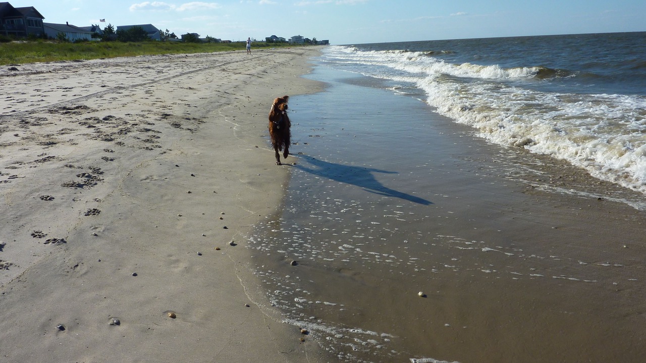Photo of Others in Broadkill Beach