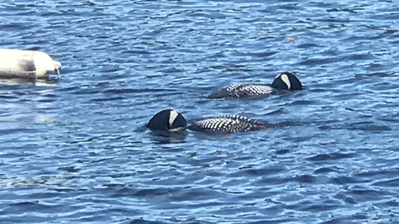 Photo of Others in Belgrade