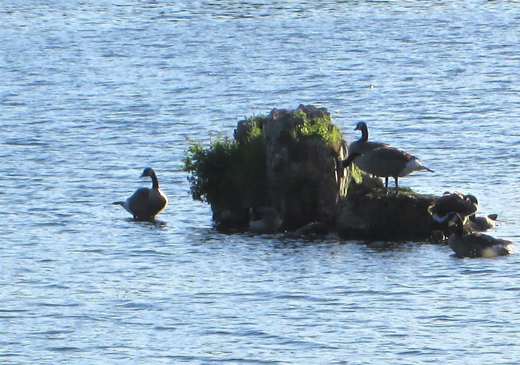 Photo of Others in Custer