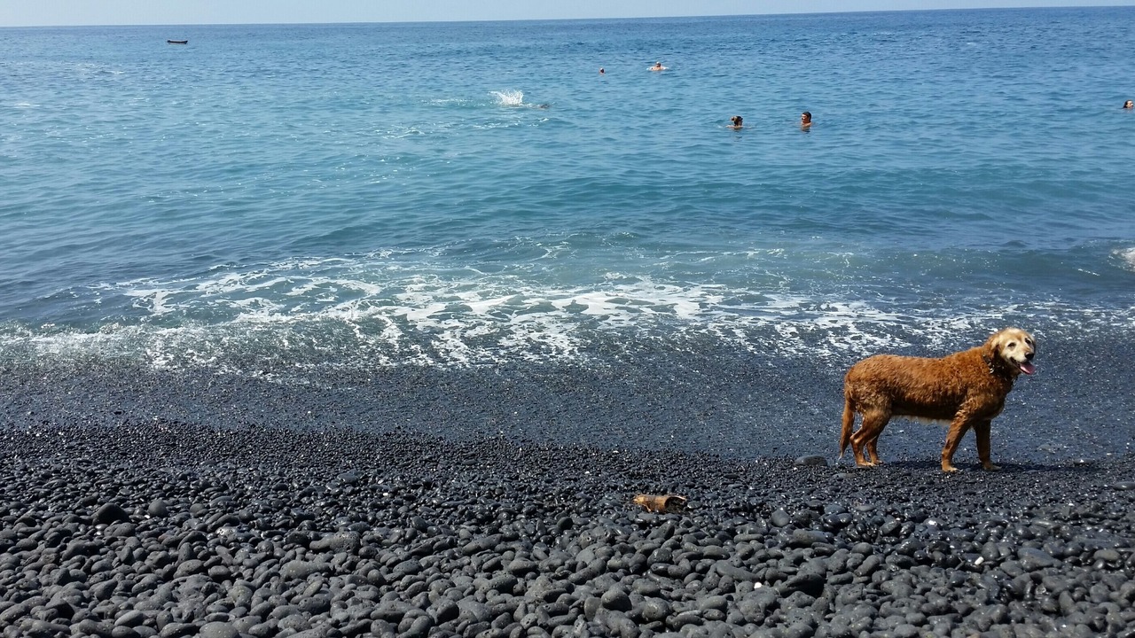 Photo of Others in Kona Paradise