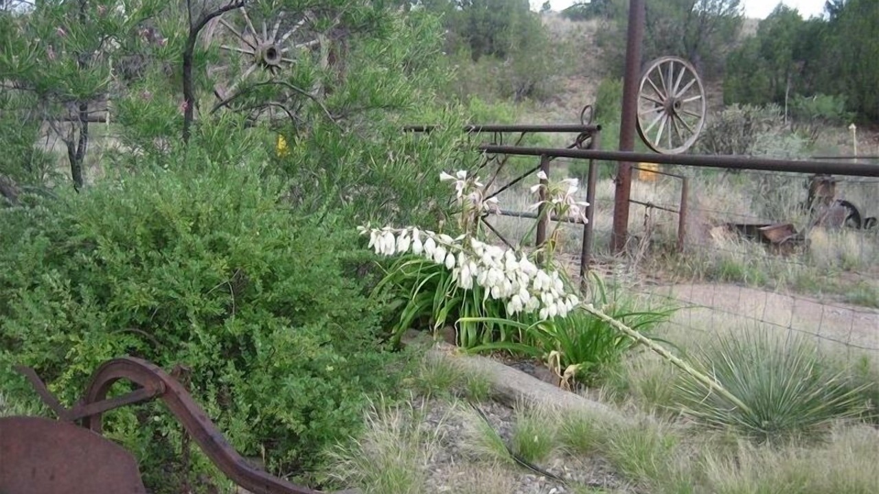 Photo of Others in Gila