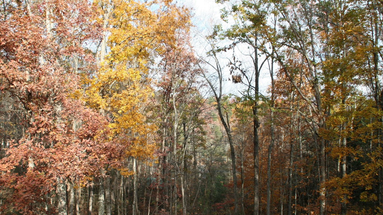 Photo of Outdoor in Wears Valley