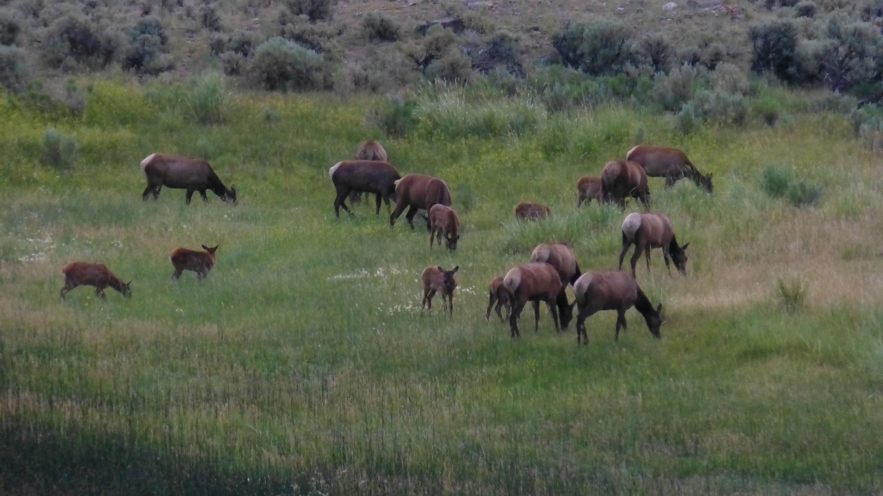 Photo of Others in Cooke City-Silver Gate