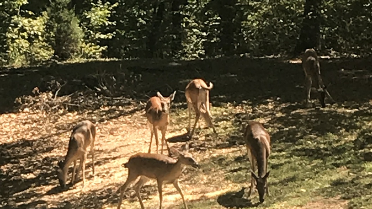 Photo of Others in Rising Fawn