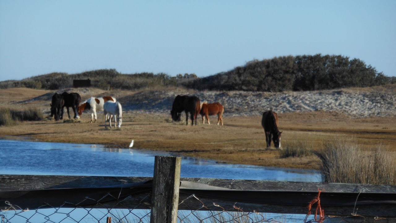 Photo of Others in Cedar Island