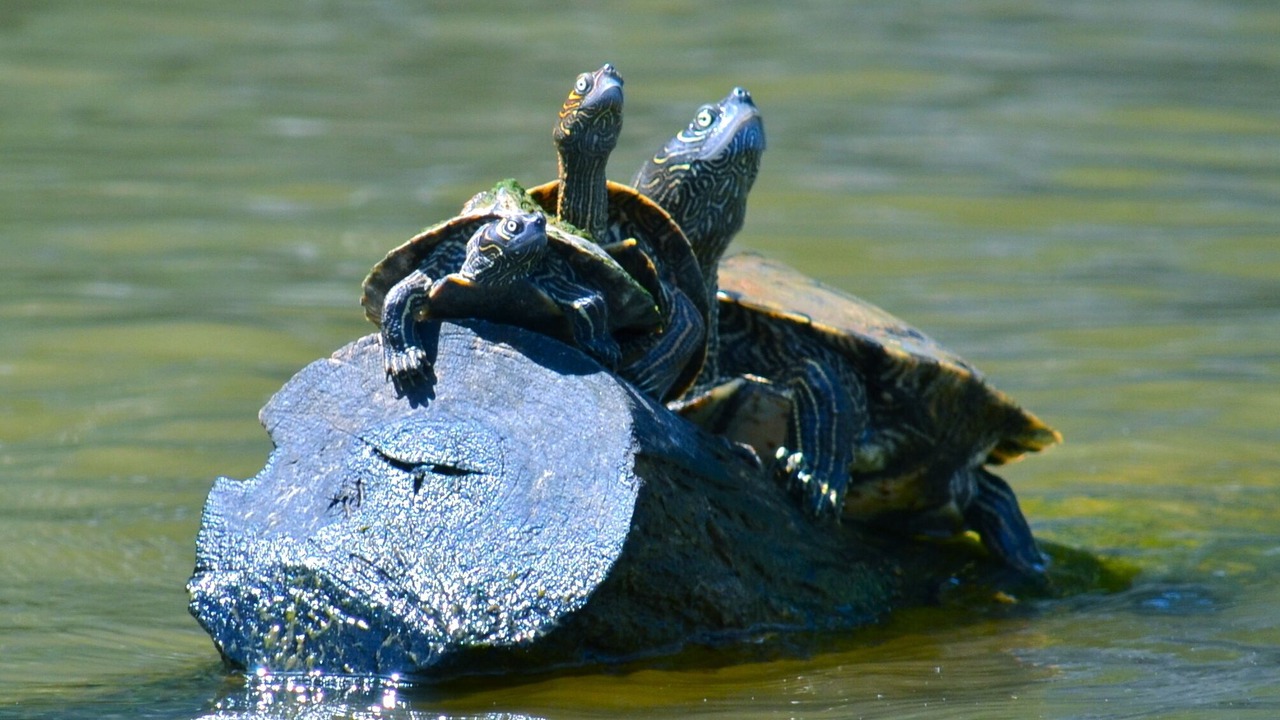 Photo of Others in Shreveport