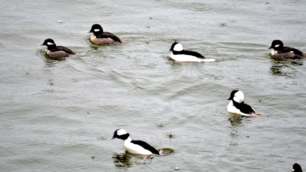 Photo of Others in Shreveport