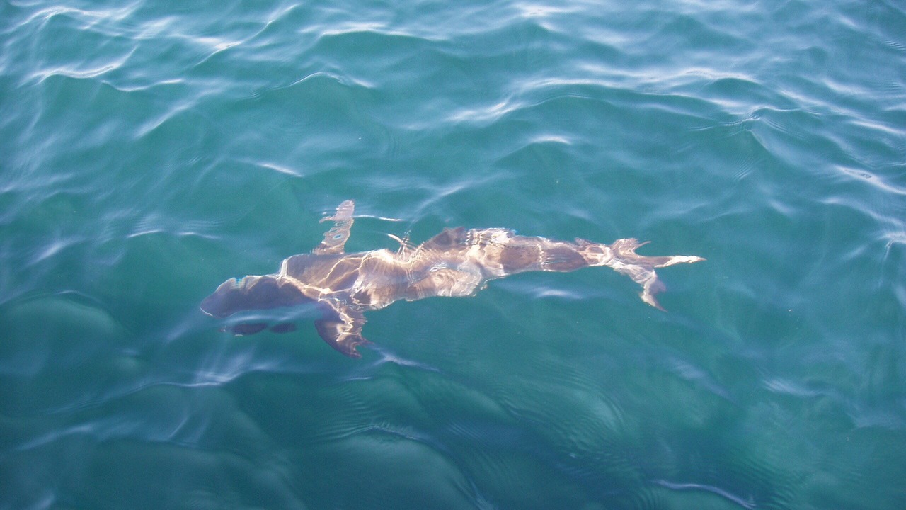 Photo of Others in Thomas Drive