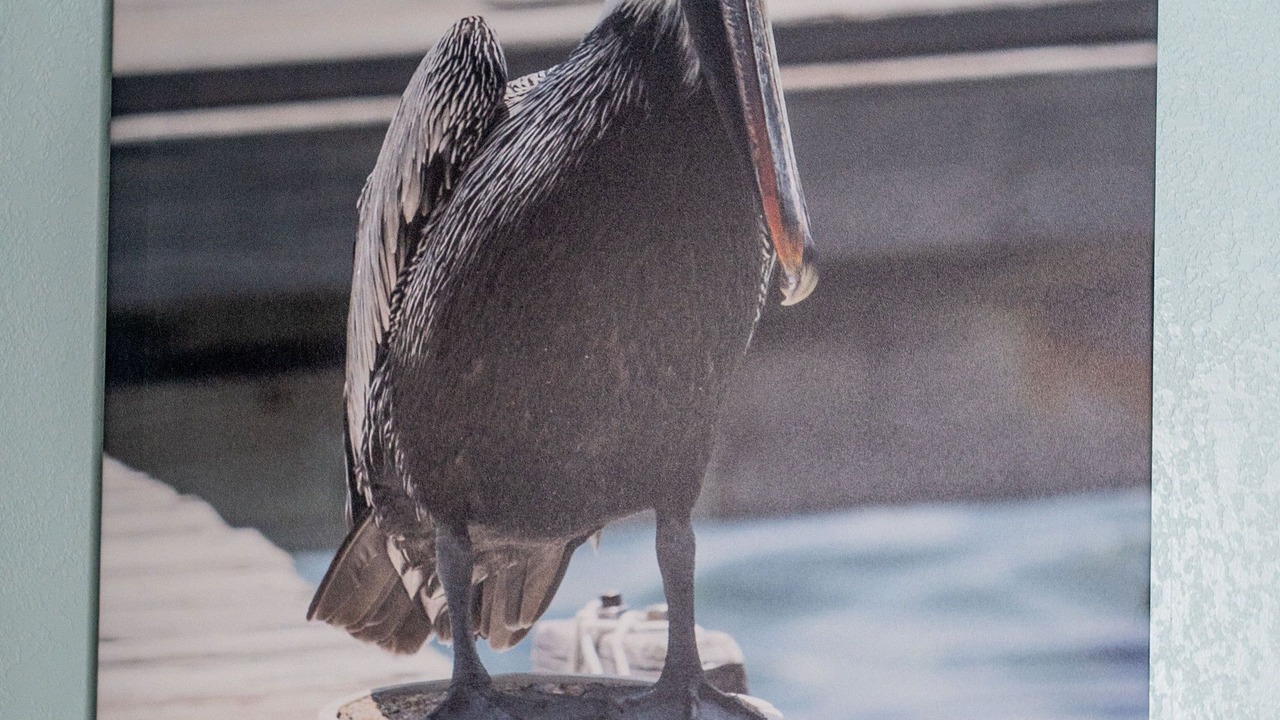 Photo of Others in Port Aransas
