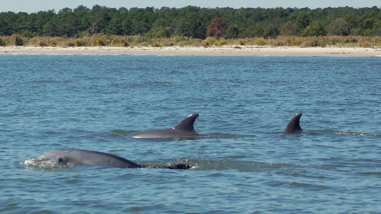 Photo of Others in Willoughby Spit