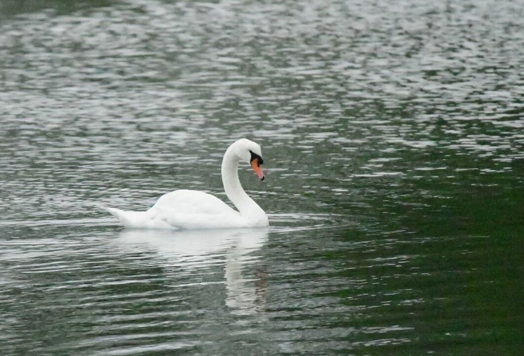 Photo of Others in North Sea