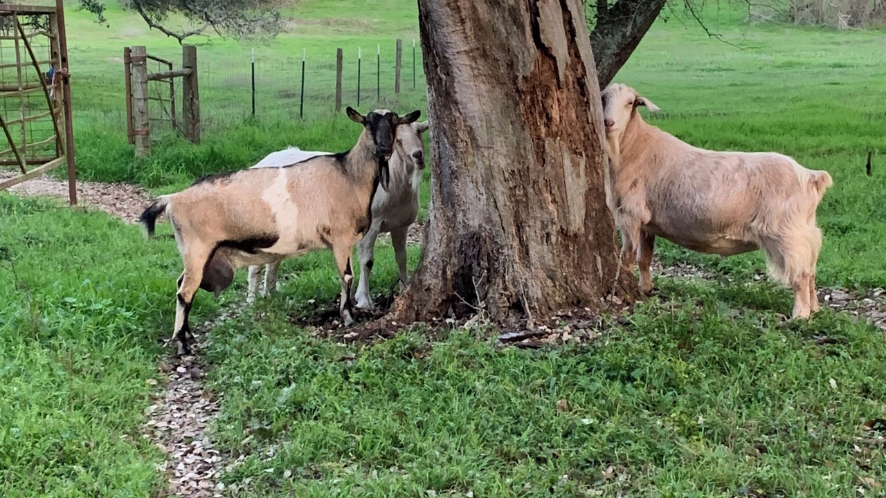 Photo of Others in Brenham