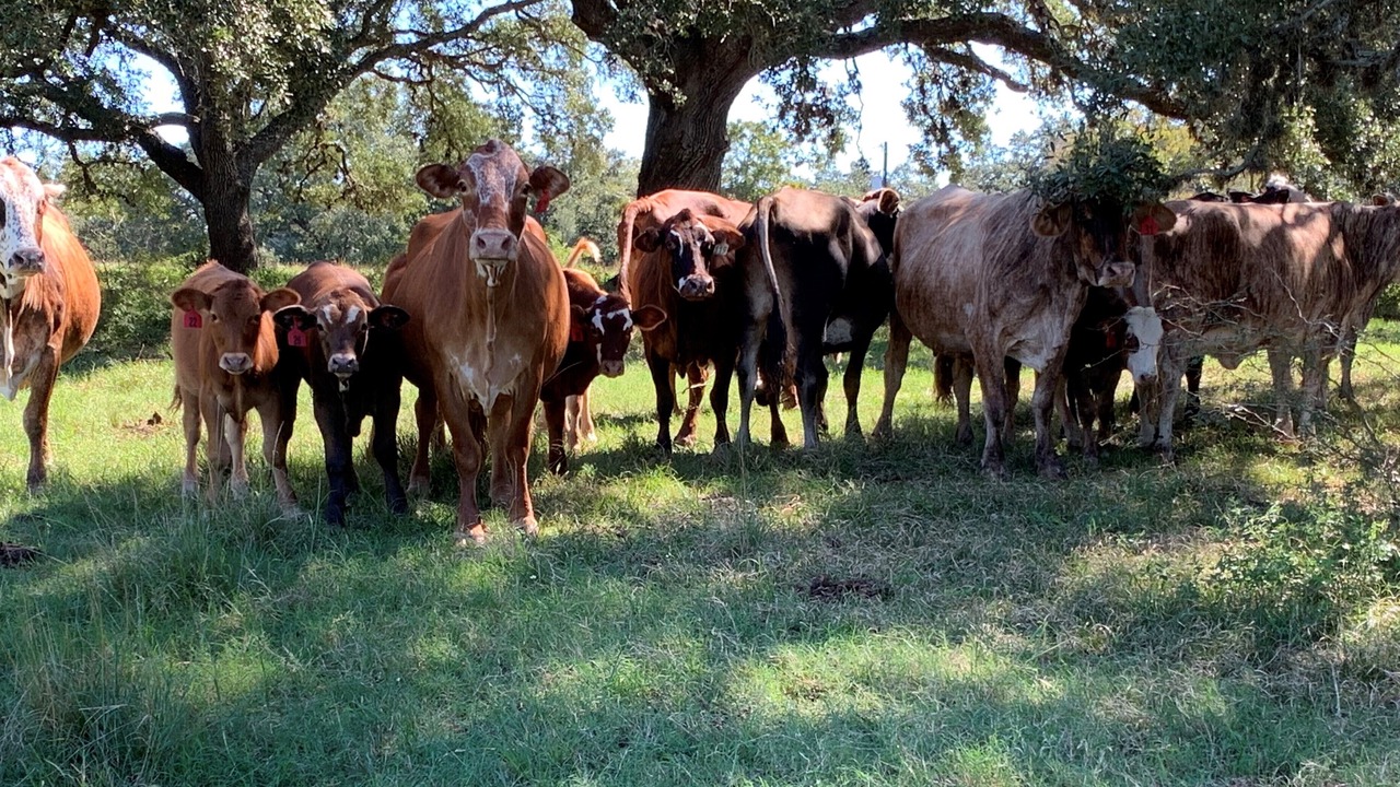 Photo of Others in Brenham