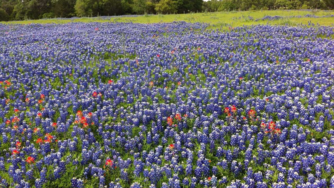 Photo of Others in Brenham