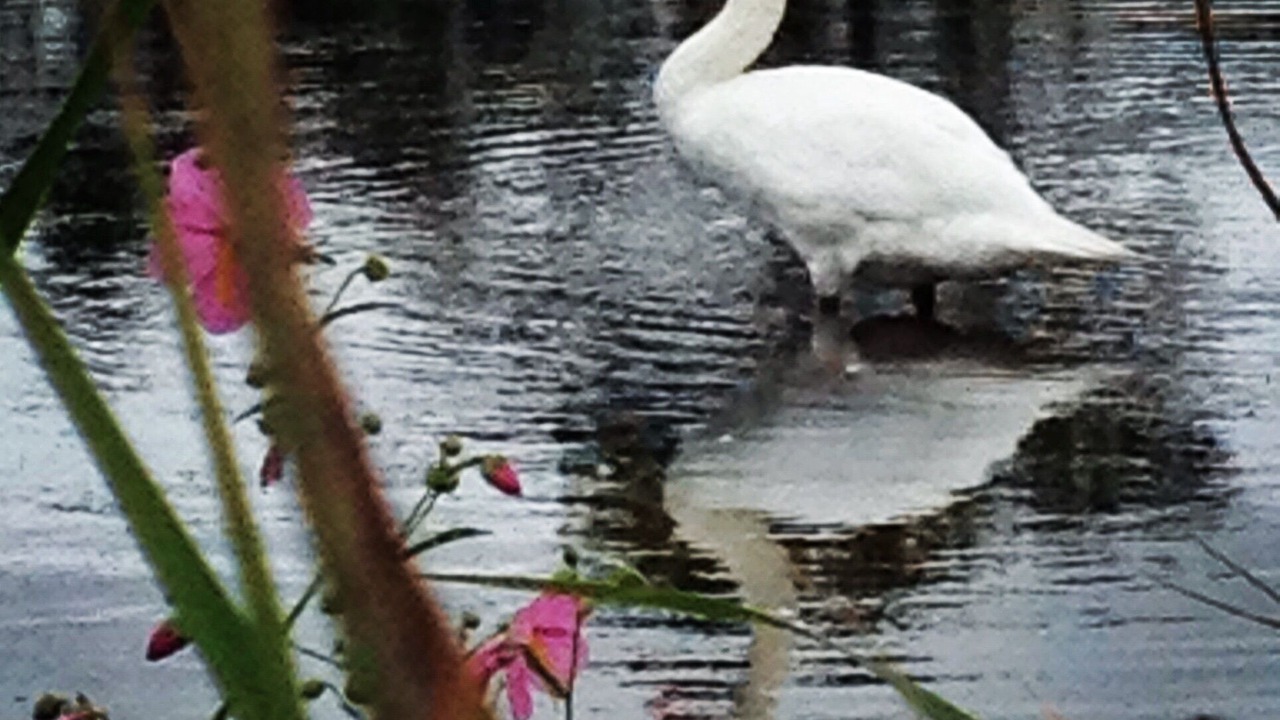 Photo of Others in Cape May Point