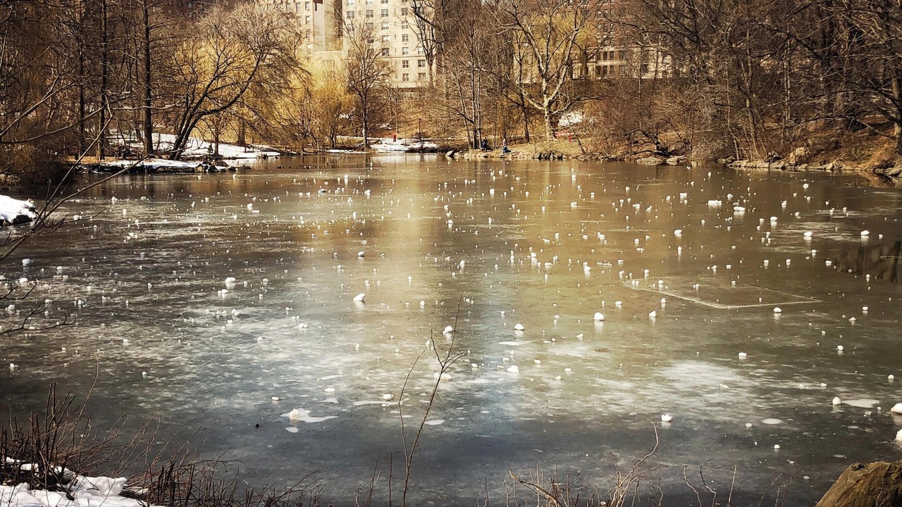 Photo of Others in East Harlem