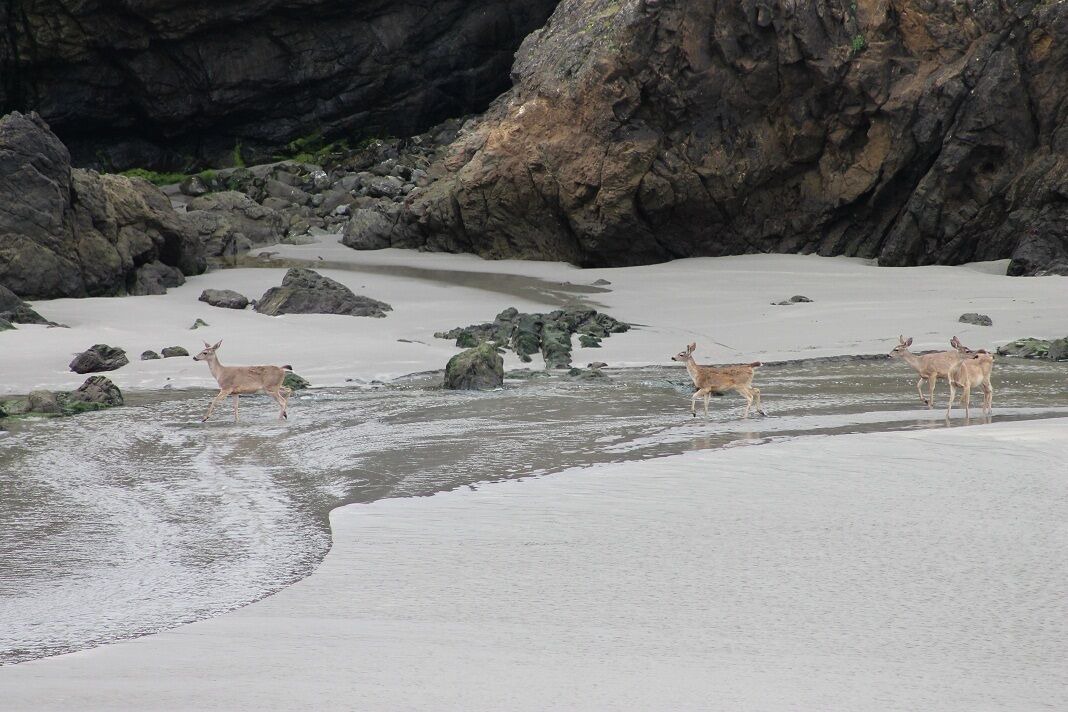 Photo of Others in Fort Bragg