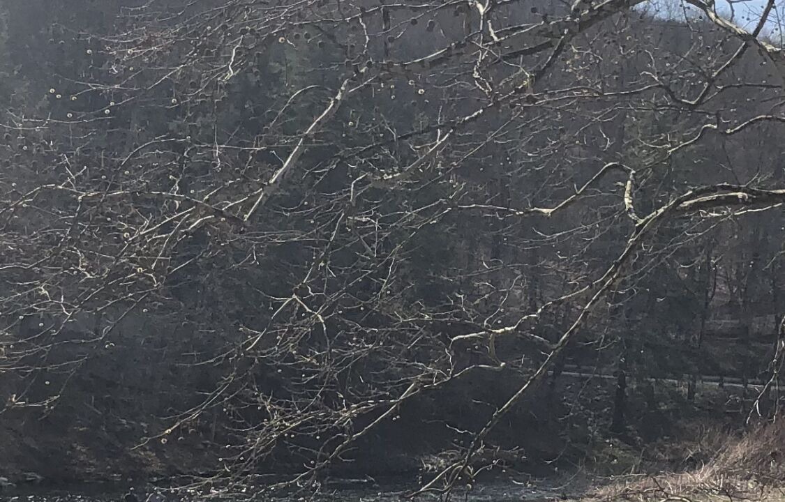 Photo of Others in Starlight