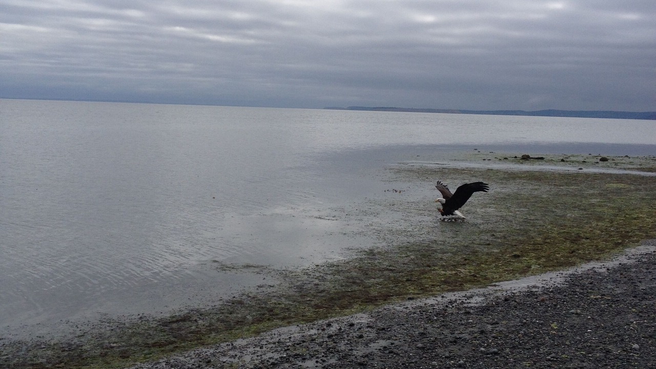Photo of Others in Sequim