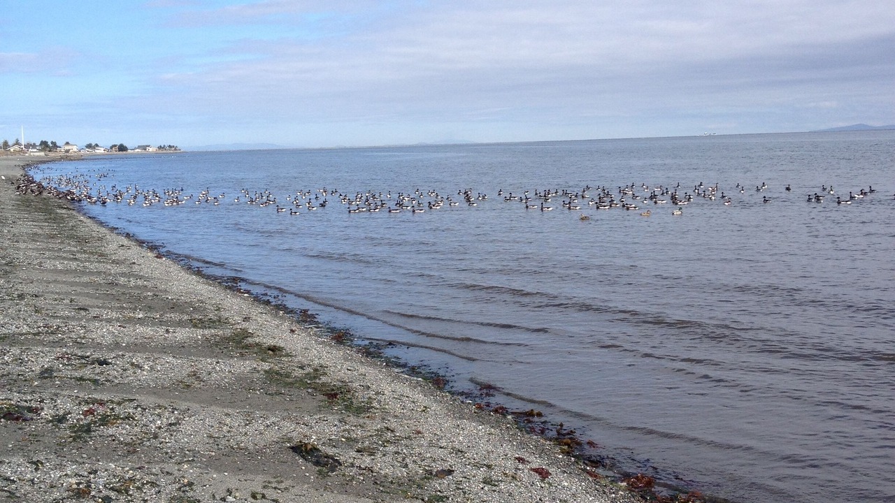 Photo of Others in Sequim