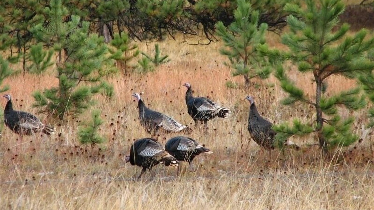 Photo of Others in Custer
