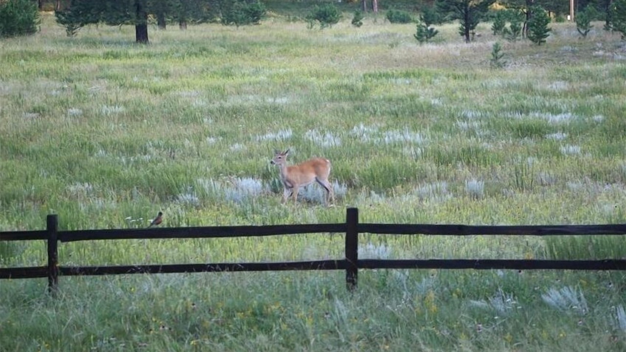 Photo of Others in Custer