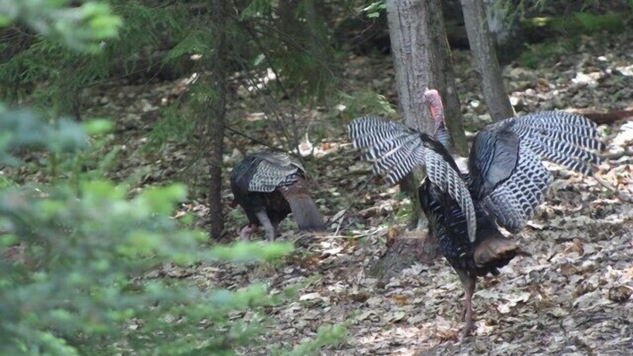 Photo of Others in Caroga Lake