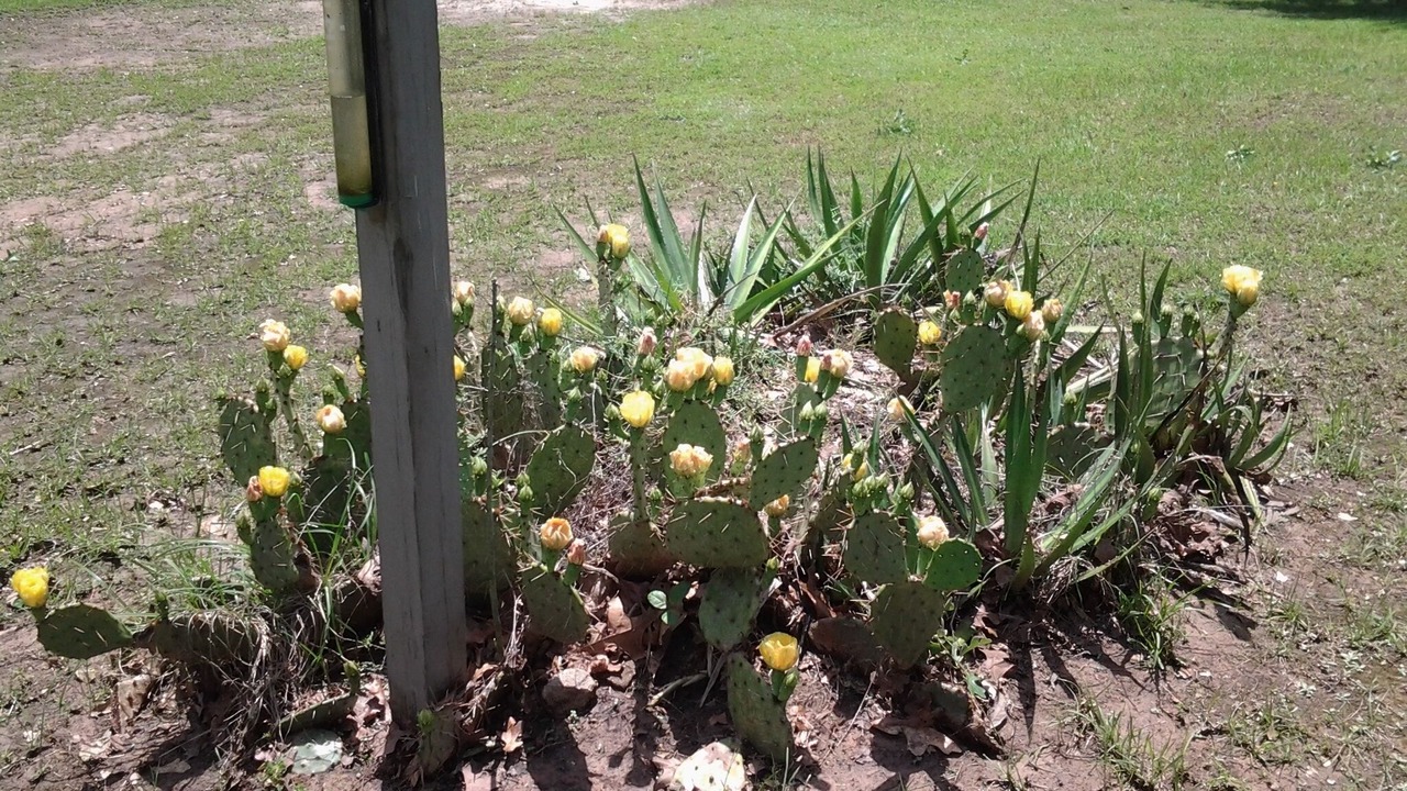 Photo of Outdoor in Bronson