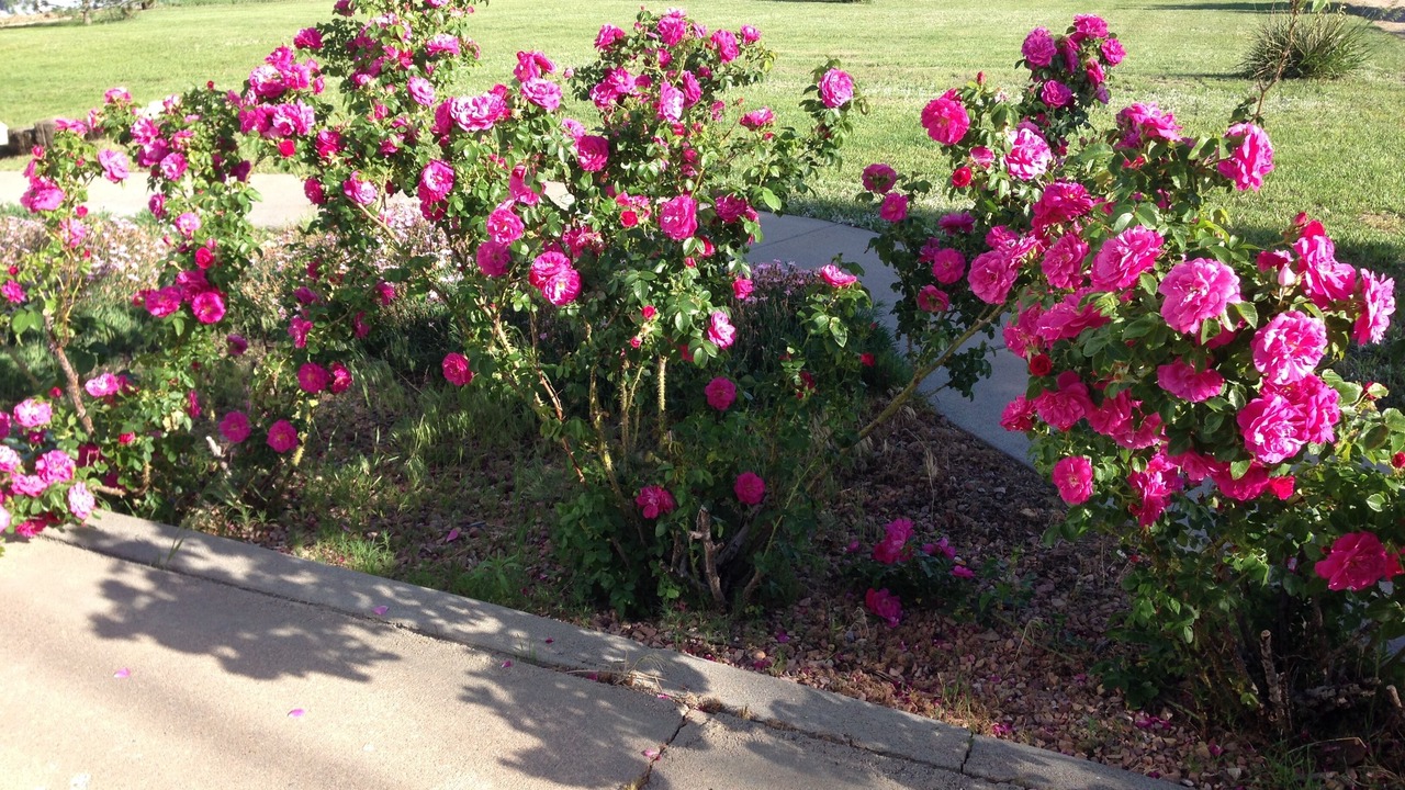 Photo of Outdoor in Whitetail