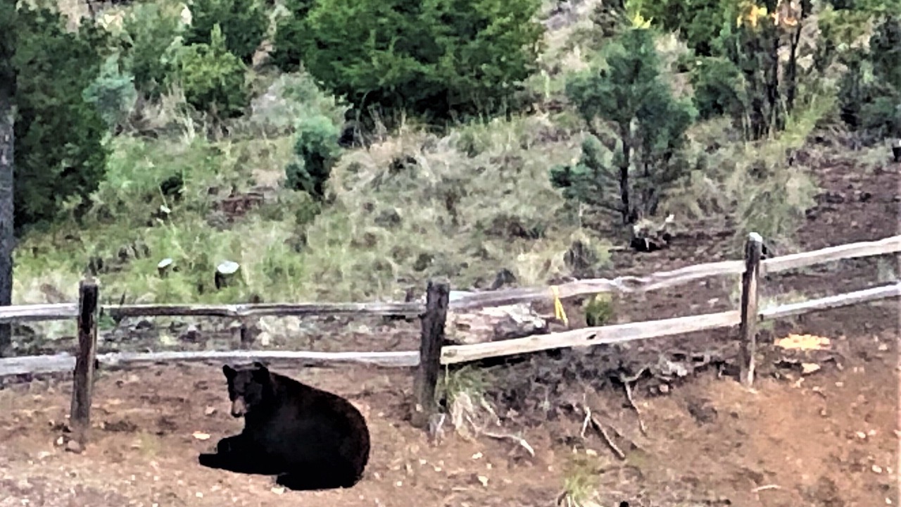 Photo of Others in Ruidoso