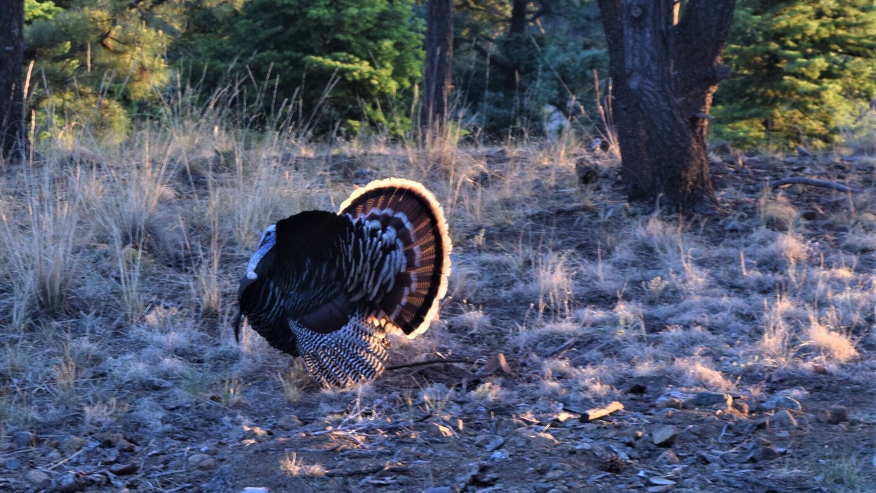 Photo of Others in Ruidoso