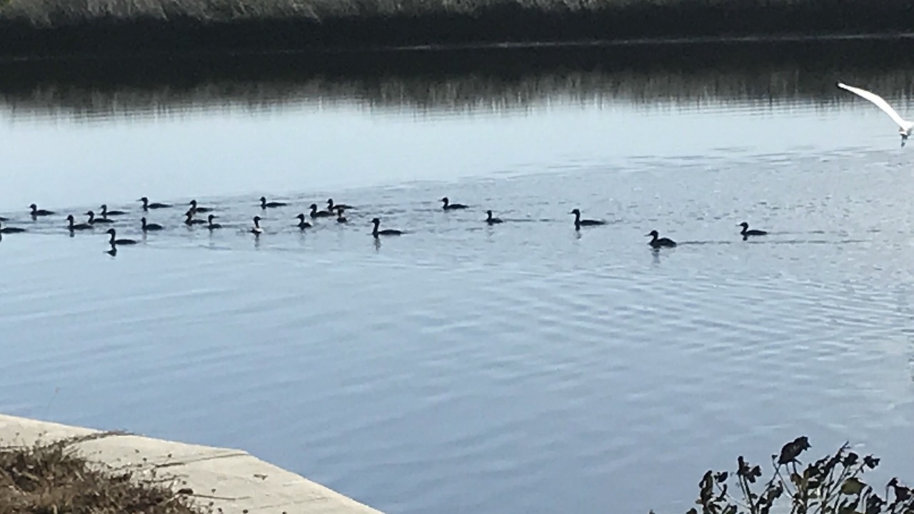 Photo of Others in Crystal River