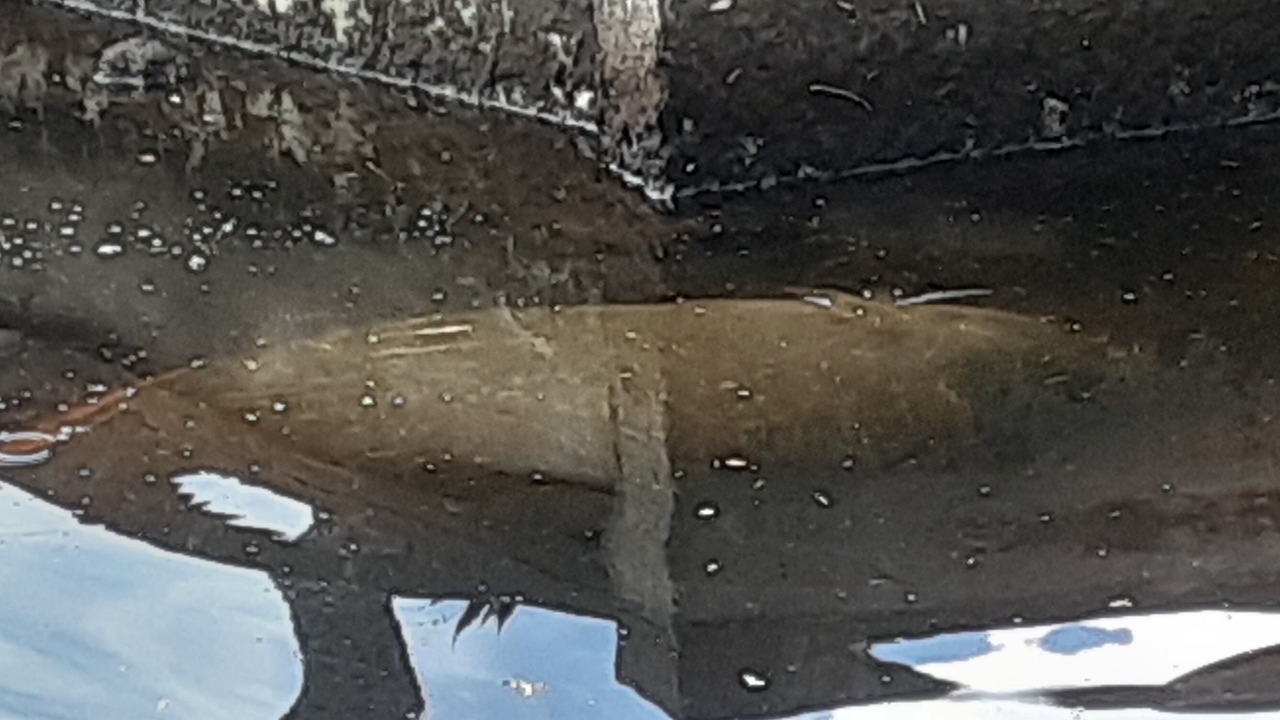 Photo of Others in Crystal River