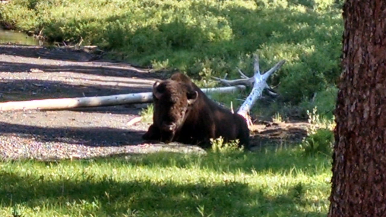 Photo of Outdoor in Cooke City-Silver Gate