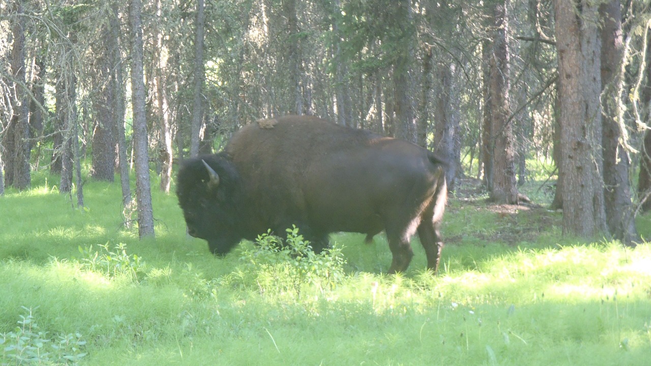 Photo of Outdoor in Cooke City-Silver Gate