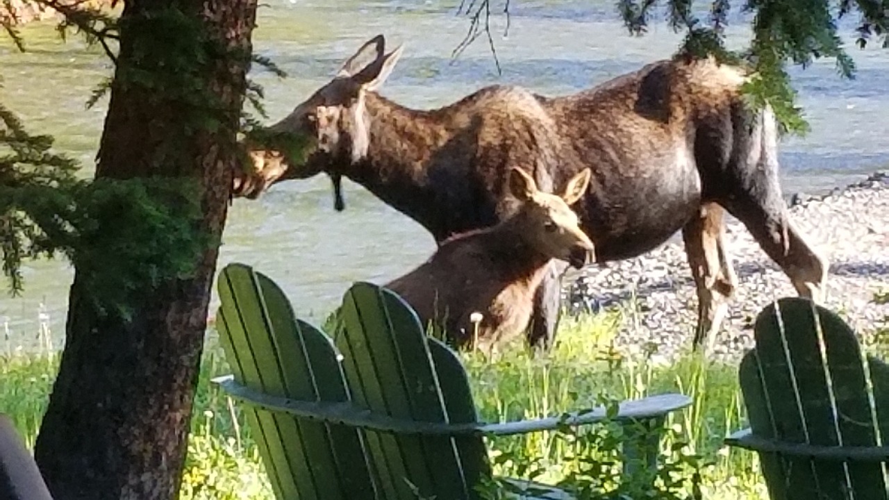 Photo of Outdoor in Cooke City-Silver Gate