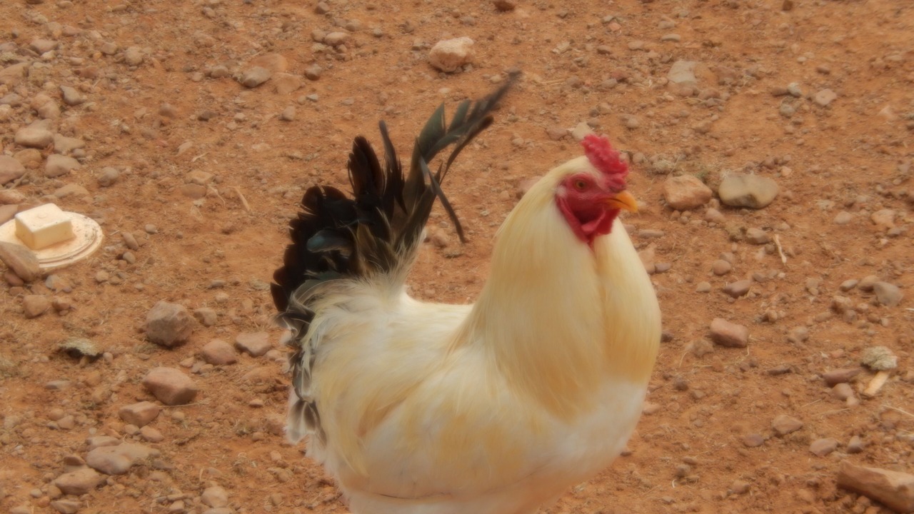 Photo of Others in Marfa