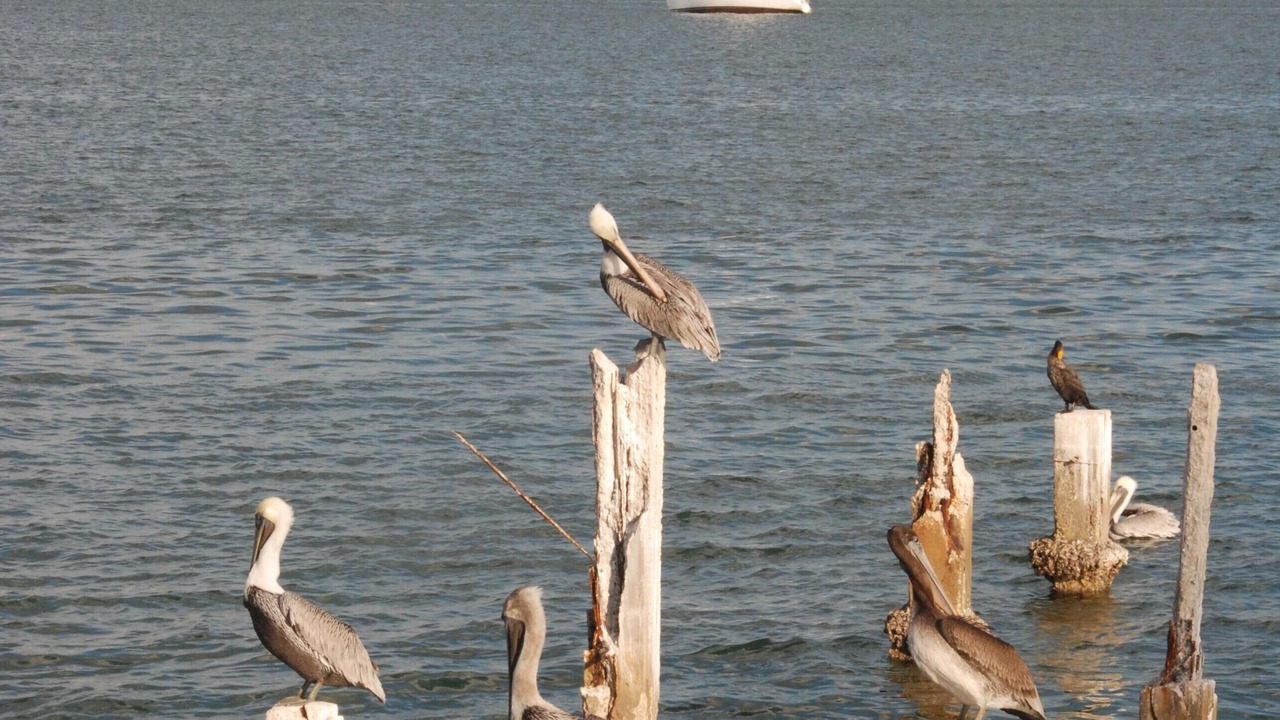 Photo of Others in Pass-a-Grille