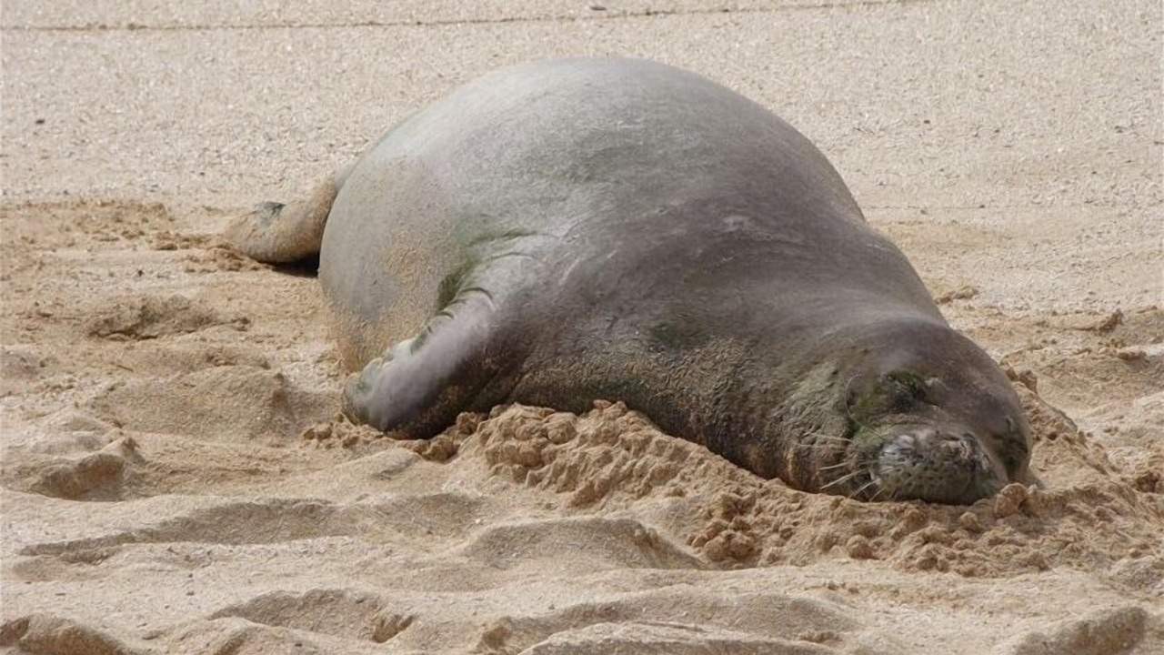 Photo of Others in Makaha