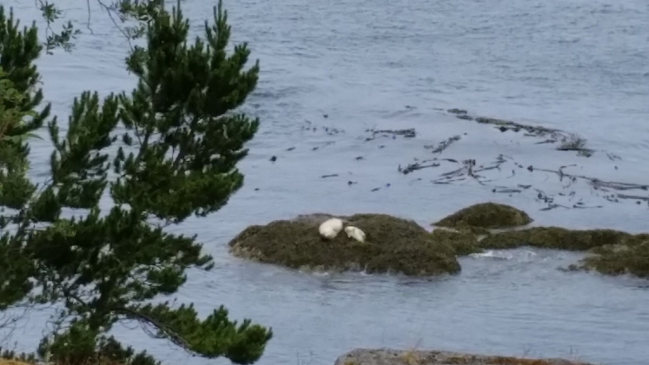 Photo of Others in Lopez Island