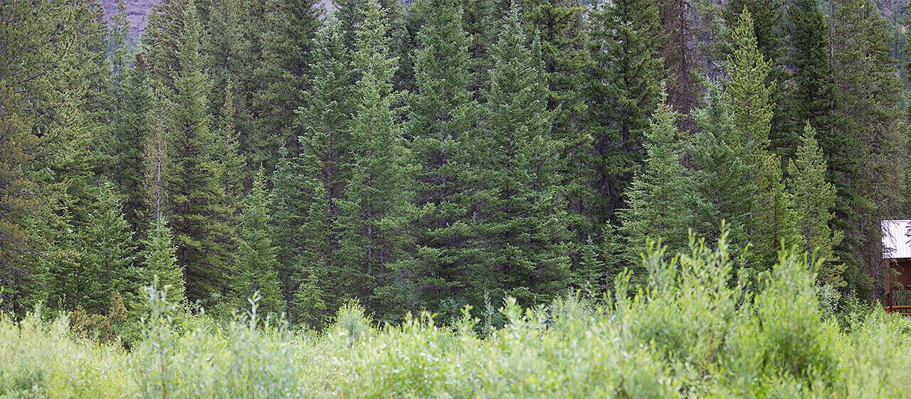 Photo of Others in Cooke City-Silver Gate