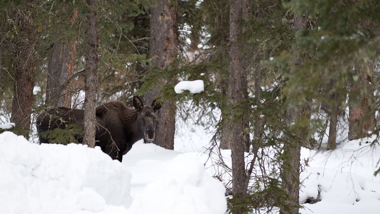 Photo of Others in Cooke City-Silver Gate