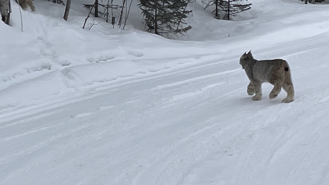 Photo of Others in Eagle River