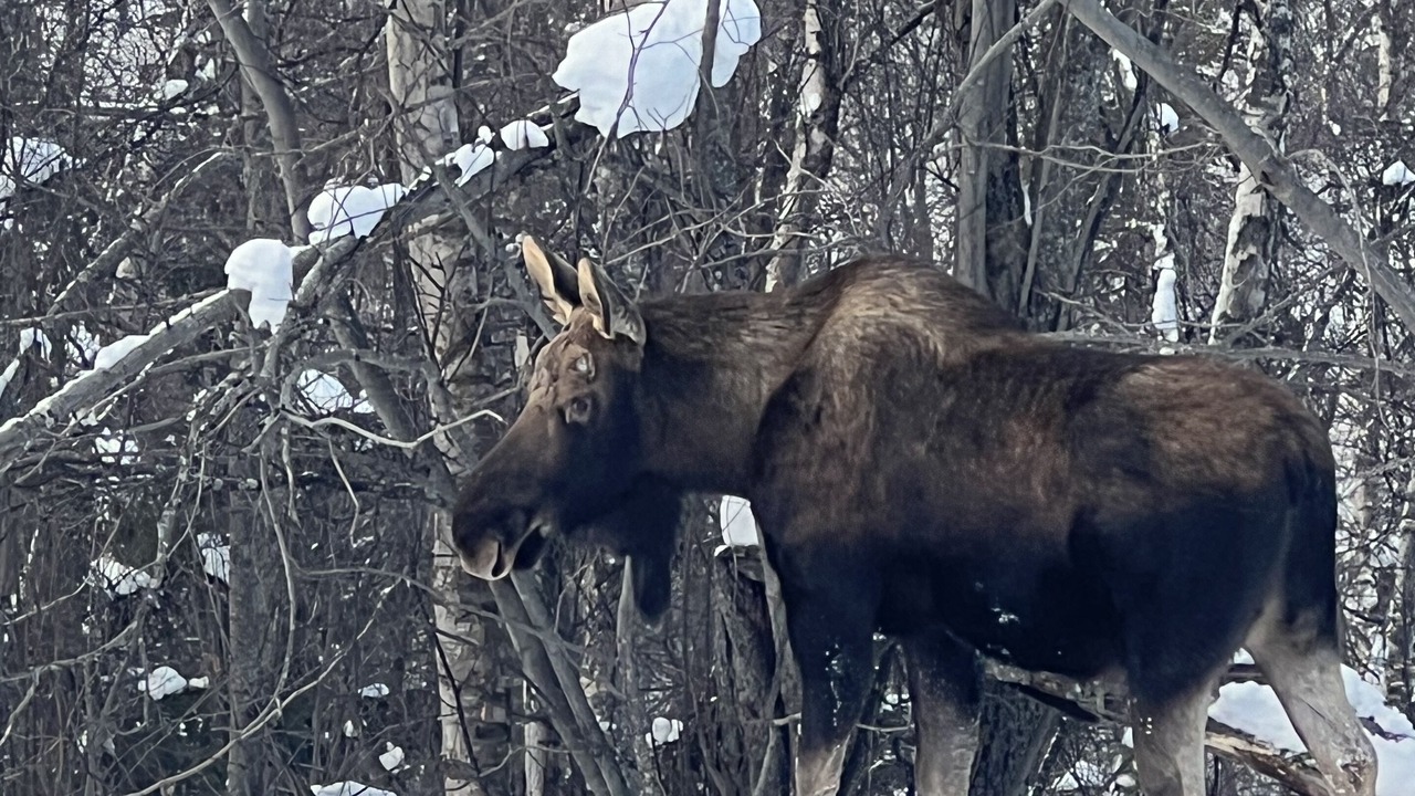 Photo of Others in Eagle River