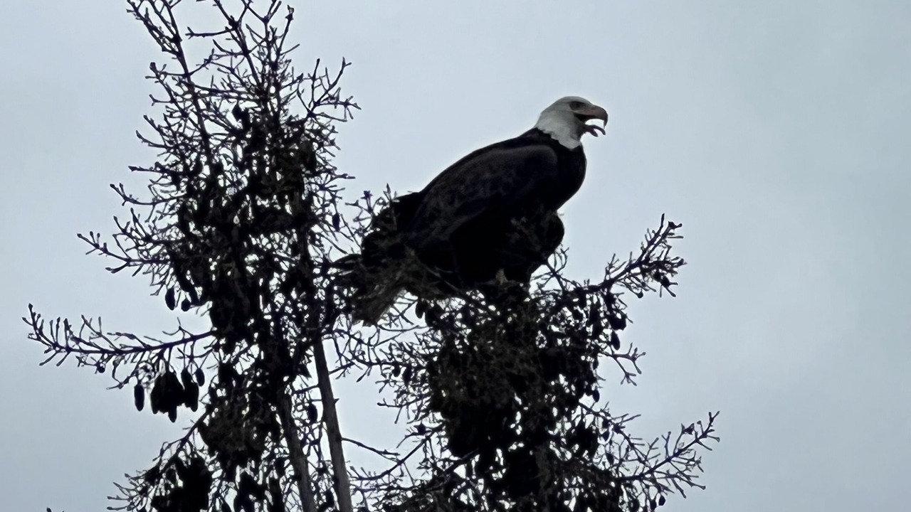 Photo of Others in Eagle River