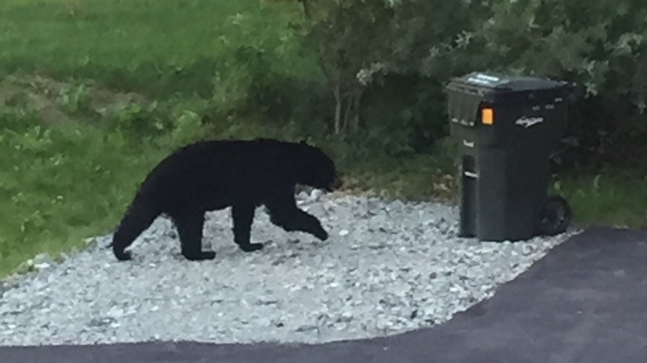 Photo of Outdoor in Eagle River