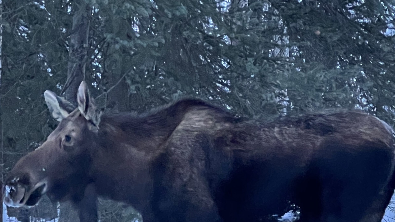 Photo of Others in Eagle River