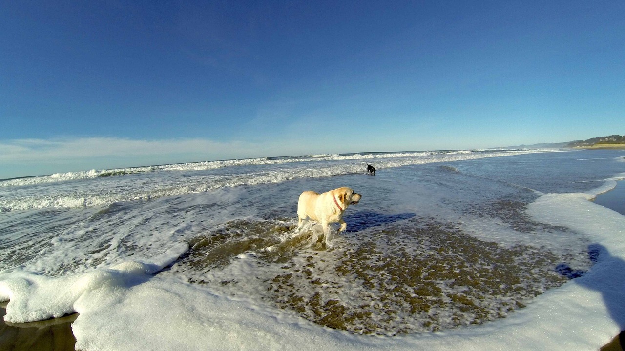Photo of Others in Neskowin